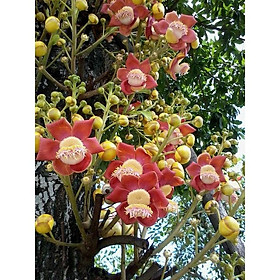 COMBO 2 CÂY SALA, cây hoa vô ưu  - cây cao gần 2m