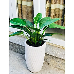 Cây trầu bà đế vương xanh mẫu mới