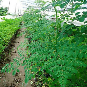 Mua Hạt chùm ngây