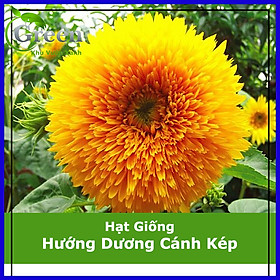 Hạt Giống Hoa Hướng Dương Cánh Kép