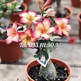 Cây hoa sứ Thái Lan 5 cánh màu vàng viền hồng - Cây chưa có hoa – Mã số 1771