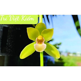 Mua Lan Kiếm Trí Việt  Hoa Lan