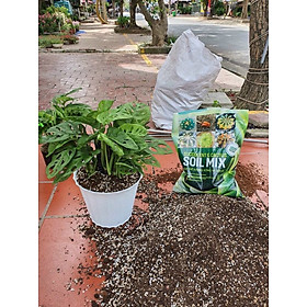 Mua Giá thể Soil Mix đất trồng Sen đá  Xương rồng trộn sẵn túi 1kg