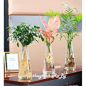 Mua Lọ hoa thủy tinh trang trí nhà cửa  trồng cây thủy canh phong cách vintage nhiều mẫu rất xinh(tặng kèm 2m dây)