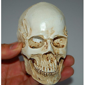 Resin Retro Human Skull Skeleton  Model Medica Party Bar Prop White As
