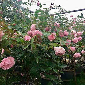 CÂY GIỐNG Hoa hồng điều CỔ– giống hoa hồng truyền thống quý hiếm của Việt Nam