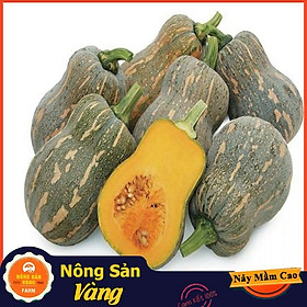 Hạt giống Bí Đỏ Hồ Lô ( Gói 10 Hạt ) - Nông Sản Vàng