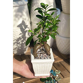 Chậu sứ cây Si thân Sâm tặng kèm đá trang trí