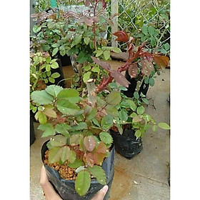Mua Gốc Hoa Hồng Già