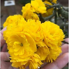 Mua Mai Cúc Quý Phi cây ghép chuẩn giống