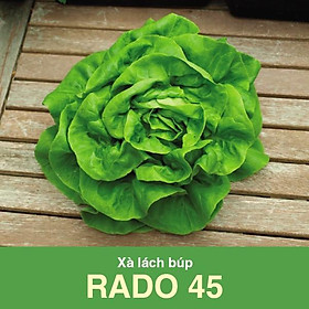 Mua Hạt Giống Xà Lách Búp Rạng Đông 5gram