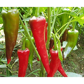 Mua 01 Gói Hạt Giống Ớt Sừng Bò Trái Lớn