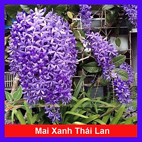 Hình ảnh Cây mai xanh (ảnh thật số 2)