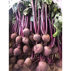Mua Hạt giống củ dền đỏ