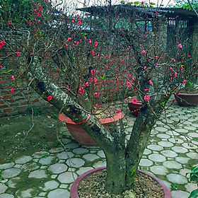 Cây hoa Đào Tết mẫu số 010