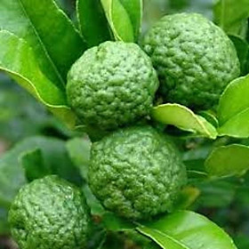 CÂY GIỐNG CHANH THÁI NÃO NGƯỜI - LÁ SỐ 8