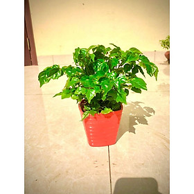 Cây hạnh phúc để bàn +chậu ảnh thật (cây nội thất phát trienr tốt trong môi trường thiếu ánh sáng)
