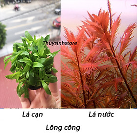 Cây thủy sinh Lông Công 15 nhánh