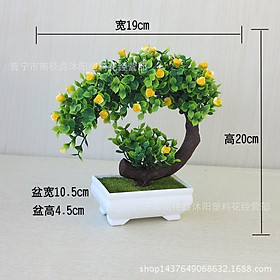 Mua Chậu Cây Bon Sai Dáng Uốn Cong Sang Trọng Trang Trí Bàn Làm Việc  Kệ Treo Tường  Phụ Kiện Trang Trí Nhà Xinh
