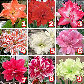 Mua CỦ HOA HUỆ TÂY CÁNH KÉP-SIÊU TO