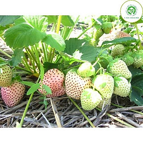 Cây dâu tây bạch tuyết trưởng thành đã có hoa và quả  - Cây trồng trong bầu ổn định đảm bảo không hư và chột