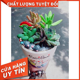 tiểu cảnh sen đá 18