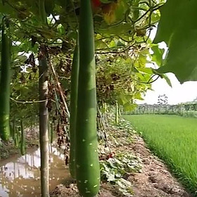 Hạt giống bầu sao trái dài, túi 10 hạt cam kết bảo hành hàng tốt