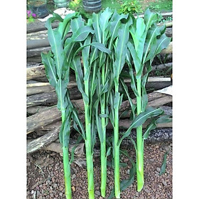 Hạt giống cỏ Sudan Super BMR - Cỏ Ngô (gói 200g)