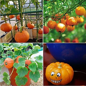 Mua Hạt giống Bí Ngô tí hon  bí ngô mini ( 1 gói 10 hạt )