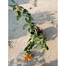 Mua Cây giống hoa giấy Thái màu Vàng