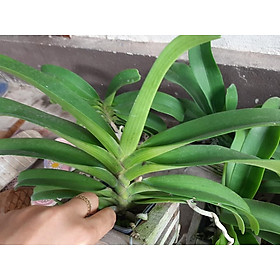 Lan đai châu, lan đai châu nghinh xuân, hoa cực thơm giá phải chăng