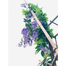 Mua sản phẩm HOA MAI XANH ĐẸP RỰC RỠ