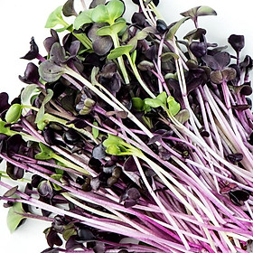 Hạt Giống Mầm Củ Cải Tím Malady -1Kg