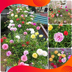 Mua 10 Gói Hạt Giống Hoa Mười Giờ Mỹ Cánh Kép Siêu Đẹp - Nảy Mầm Cực Chuẩn
