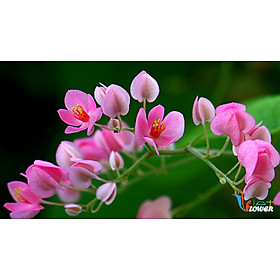 Mua Hạt giống hoa Tigon - gói 5 hạt