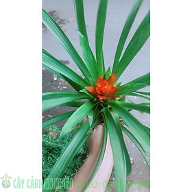 Mua Phong Lộc Hoa