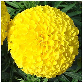 Mua Gói 500 hạt giống hoa cúc vạng thọ vàng bông to chơi tết