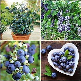 CÂY GIỐNG VIỆT QUẤT NHẬP KHẨU
