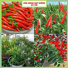 Mua Hạt Giống Ớt Chỉ Thiên F1 Siêu Cay Siêu Dễ Trồng Tặng Kèm Hướng Dẫn  Kích Mầm