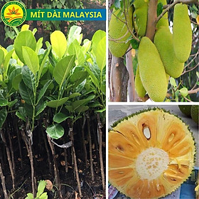 Cây giống mít Thái siêu sớm cho trái chỉ sau 1 năm trồng, giống cây mít được trồng nhiều nhất trên thị trường