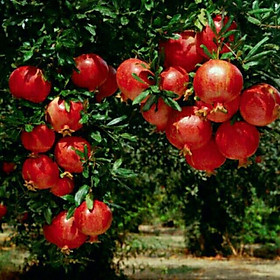 Mua Cây lựu đỏ ấn độ vỏ đỏ ruột đỏ hàng nhập khẩu