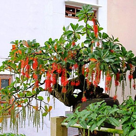 Mua Cây lộc vừng... siêu hoa Giảm Giá Sốc