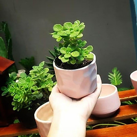 Mua Chậu Sứ Trồng Cây Cảnh Để Bàn  Sen Đá  Xương Rồng  tiểu cảnh terrarium - Kiểu mắt na