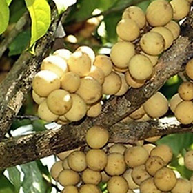 Mua CÂY GIỐNG BÒN BON (DÂU DA ĐẤT  DÂU DA THÁI LAN)