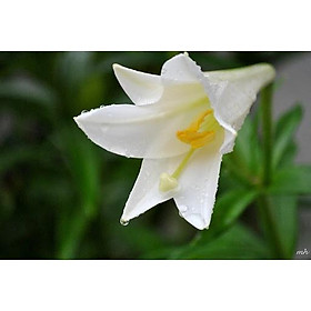 CỦ GIỐNG HOA HUỆ TÂY