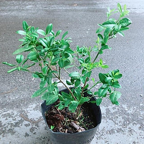 Mua Cây Chanh Ăn Lá