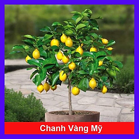 Hình ảnh Cây chanh vàng mỹ