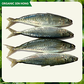 Cá Nục suôn xanh OSH 900gr-1kg 8-10 con