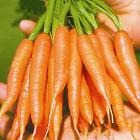 Bộ 3 gói Hạt giống cà rốt