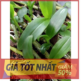 Lan phi điệp rừng mặt hoa cực đẹp, ki tách thân cây đẹp, cam kết chất lượng UY TÍN CHẤT LƯỢNG